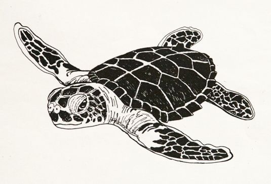 535x365 Black And White Turtle Clip Art - Black And White Turtle Drawings