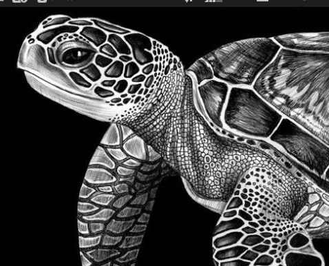 478x386 black white animal turle scratchboard art, scratchboard, ink - Black And White Turtle Drawings