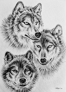 Black And White Wolf Drawing at PaintingValley.com | Explore collection ...