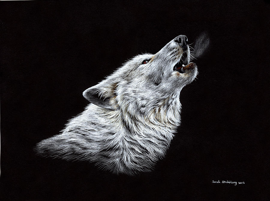 900x671 White Wolf Howling Drawing - Black And White Wolf Drawing
