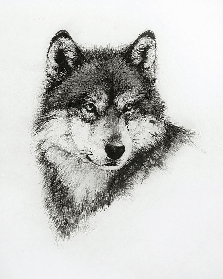 Black And White Wolf Drawing at Explore collection