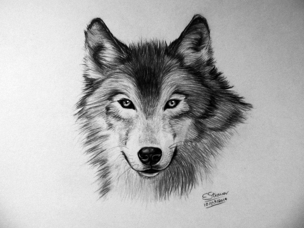 1024x768 Black And White Wolf Face Drawing - Black And White Wolf Drawing