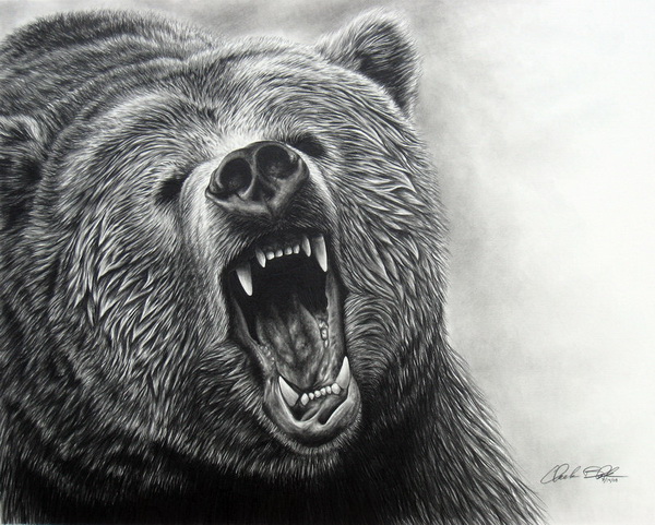 Black Bear Drawing