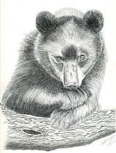 228x300 Black Bear Drawings Fine Art America - Black Bear Drawing