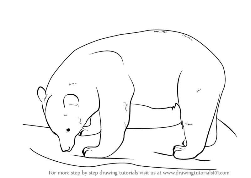 800x566 Learn How To Draw A Black Bear - Black Bear Drawing