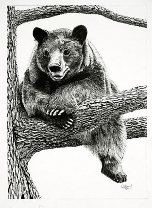 313x427 Pencil Drawings Of Bears Black Bear Pencil Drawings Pencil - Black Bear Drawing