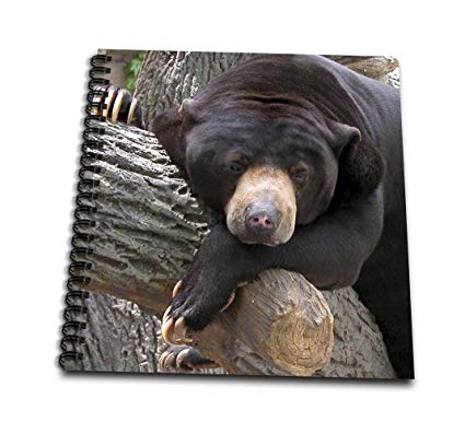 425x386 Db Oh Man, What A Day, Black Bear - Black Bear Drawing