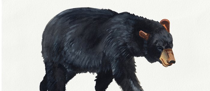 700x304 Watercolour Black Bear Drawing Coffee Mug - Black Bear Drawing