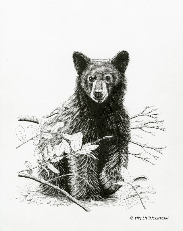 637x800 Black Bear The Forester Artist - Black Bear Drawing