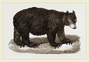 300x209 American Black Bear Drawing - Black Bear Drawing