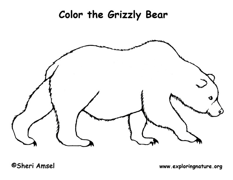 792x612 Photos Black Bear Drawing Outline - Black Bear Drawing Outline