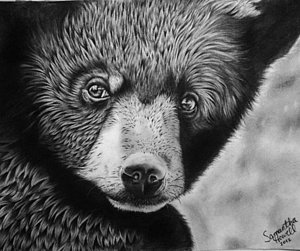 300x251 Black Bear Drawings Fine Art America - Black Bear Face Drawing