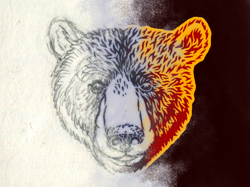 800x600 Black Bear Face - Black Bear Face Drawing