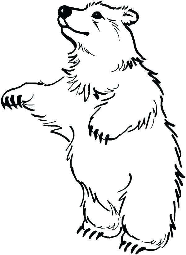 600x822 Coloring - Black Bear Face Drawing