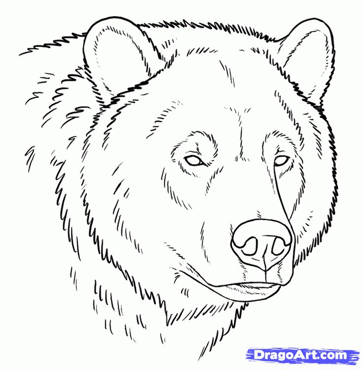 736x750 how to draw a grizzly bear face trending grizzly bear drawing - Black Bear Face Drawing