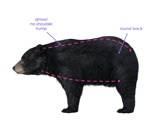 600x465 how to draw animals bears and pandas, and their anatomy - Black Bear Face Drawing