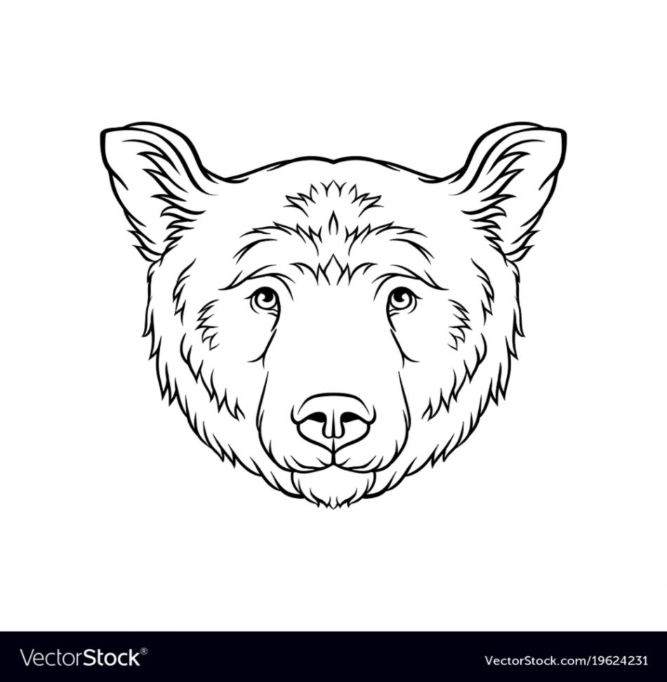 Black Bear Face Drawing at PaintingValley.com | Explore collection of ...