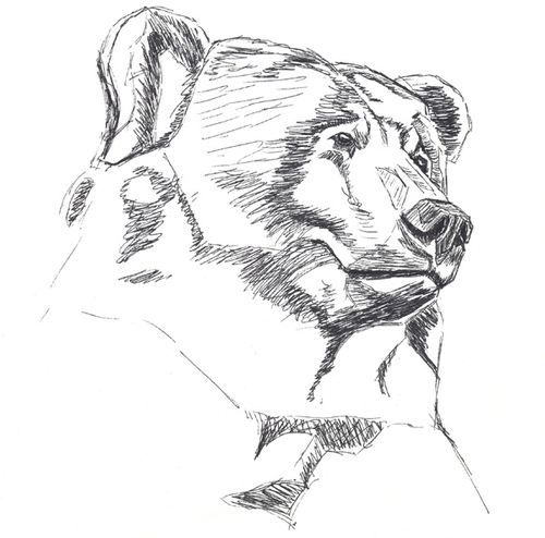 500x494 Black Bear Head Drawings - Black Bear Head Drawing