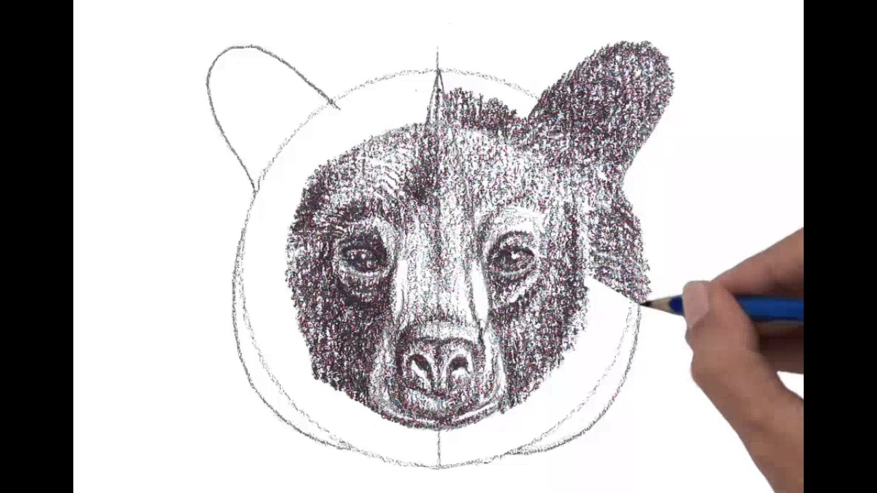 1280x720 Black Bear Head, Front View - Black Bear Head Drawing