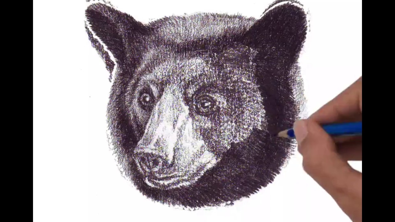 Black Bear Head Drawing at PaintingValley.com | Explore collection of ...