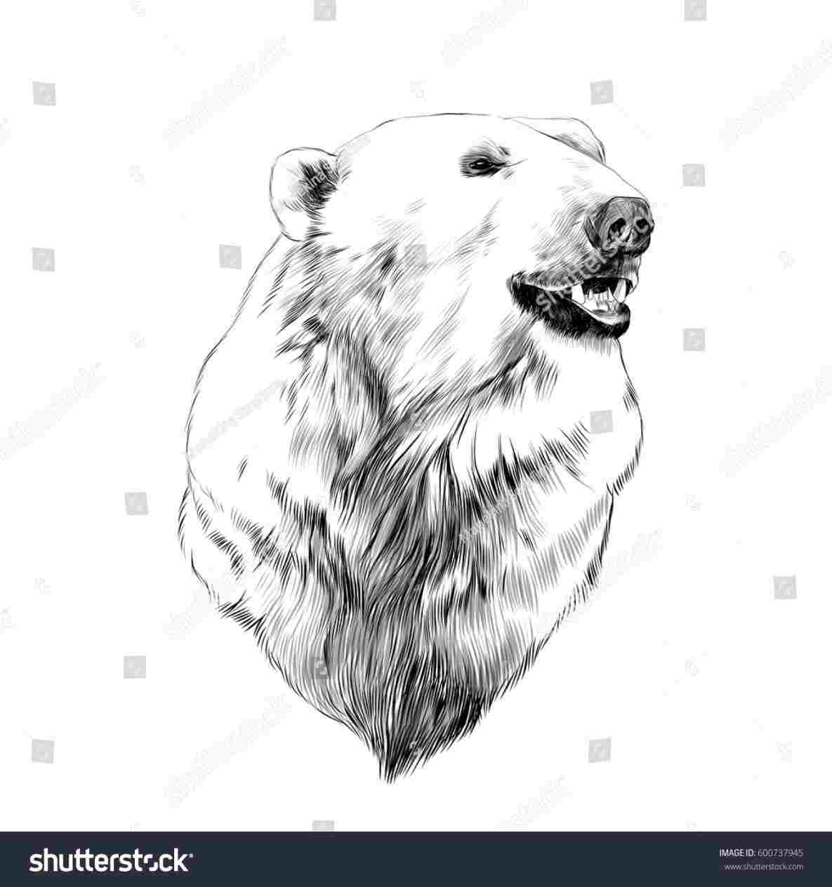 1185x1264 Drawing Bear Head Sketch Vector Graphics Stock Royalty Free - Black Bear Head Drawing