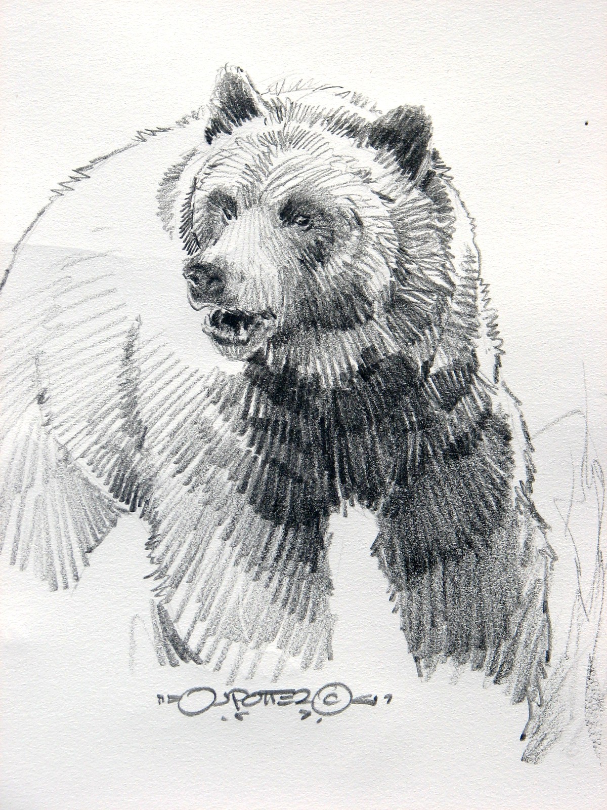 Медведь в графике карандашом