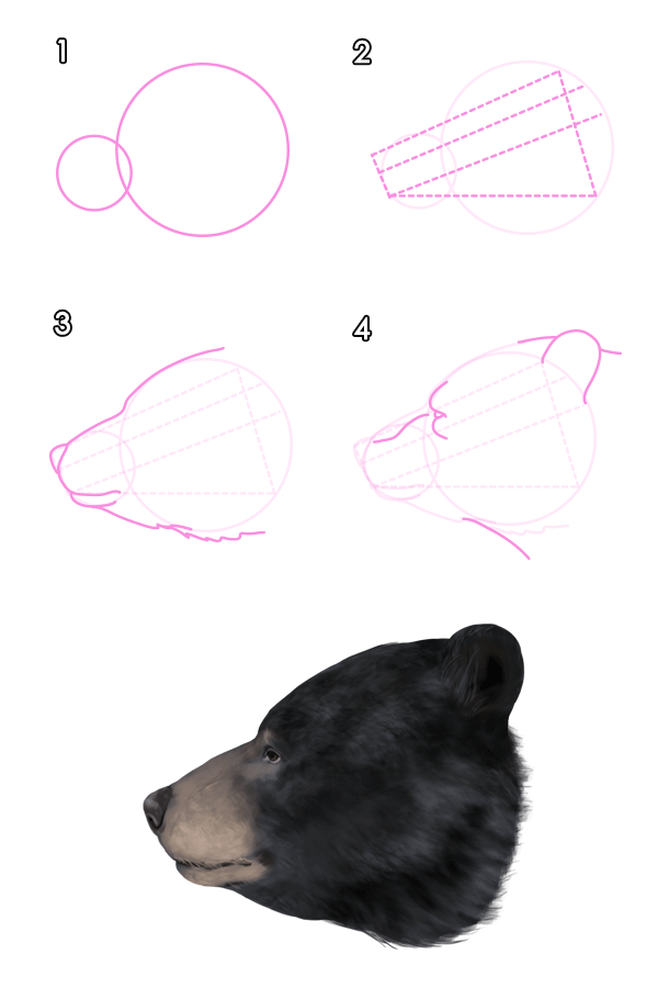 600x910 how to draw animals bears and pandas, and their anatomy - Black Bear Head Drawing