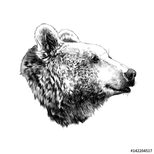 500x500 the bear's head profile looking into the distance, sketch vector - Black Bear Head Drawing