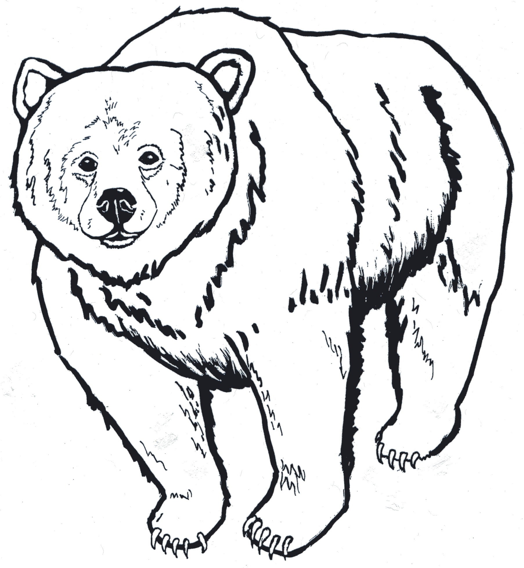 1805x1956 Bear Head Drawing Easy - Black Bear Head Drawing