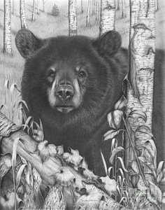 236x300 Black Bear Drawings Fine Art America - Black Bear Head Drawing