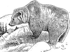 Black Bear Line Drawing