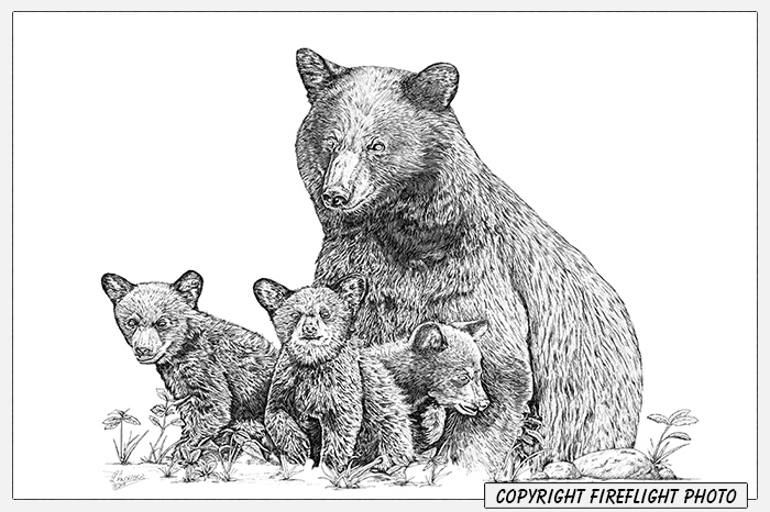 700x466 fireflight photo - Black Bear Line Drawing