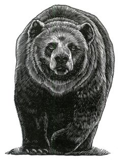 Black Bear Line Drawing at PaintingValley.com | Explore collection of ...