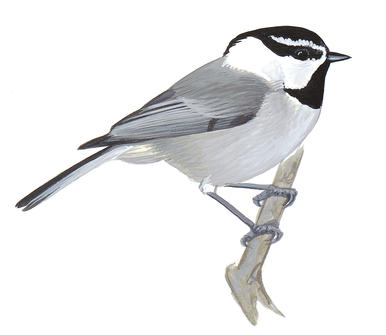 386x335 black capped chickadee audubon field guide - Black Capped Chickadee Drawing