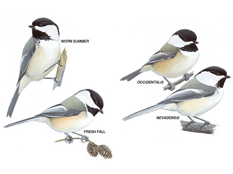 800x600 black capped chickadees drawing - Black Capped Chickadee Drawing