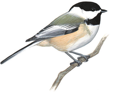 386x322 carolina chickadee audubon field guide - Black Capped Chickadee Drawing