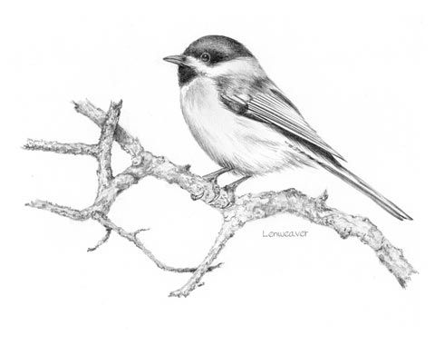 480x380 chickadee bird drawing black capped chickadee from a inked - Black Capped Chickadee Drawing