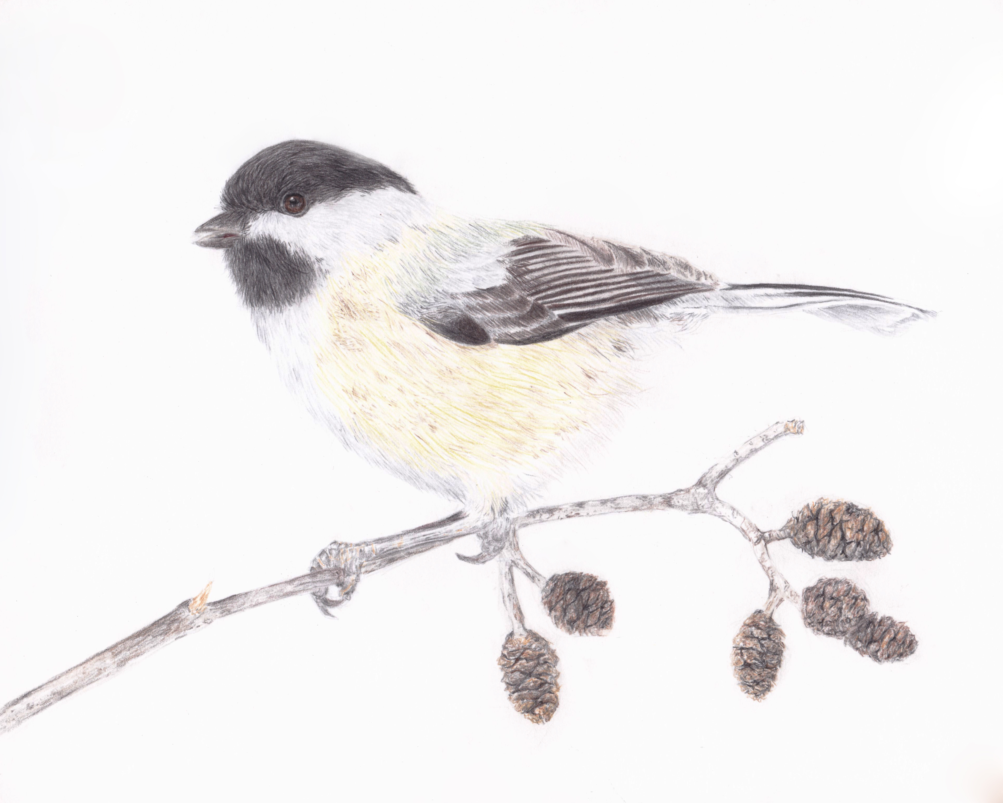 4000x3200 chickadee greeting card drawn using coloured pencils - Black Capped Chickadee Drawing