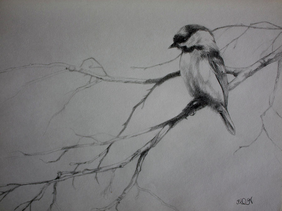 900x675 chickadee sketch drawing - Black Capped Chickadee Drawing