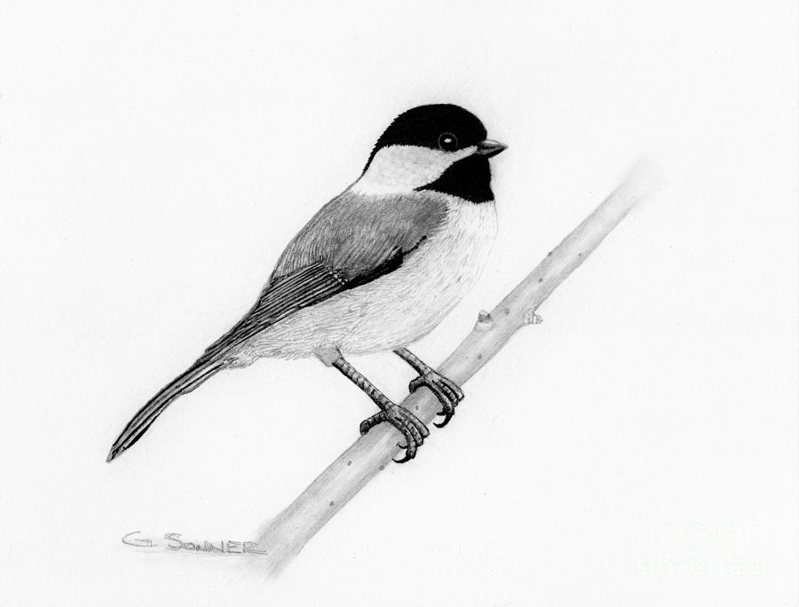 900x684 black cap drawing - Black Capped Chickadee Drawing