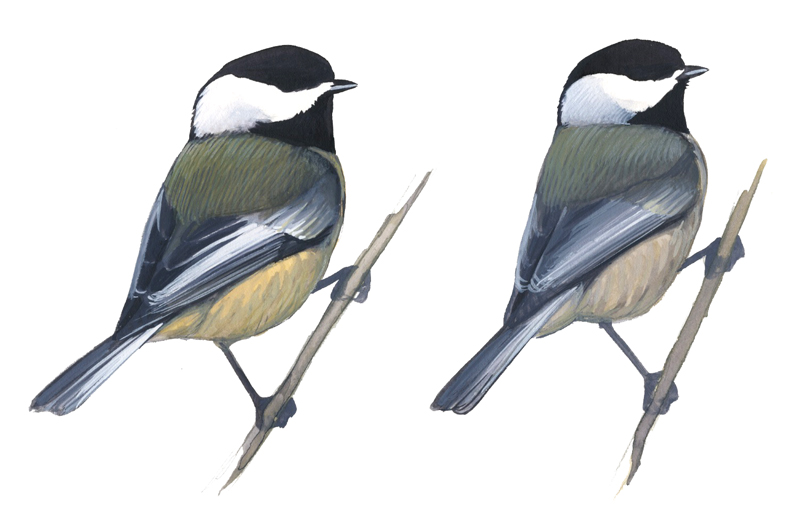 800x521 distinguishing black capped and carolina chickadees - Black Capped Chickadee Drawing