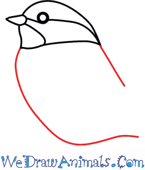 300x350 how to draw a black capped chickadee - Black Capped Chickadee Drawing