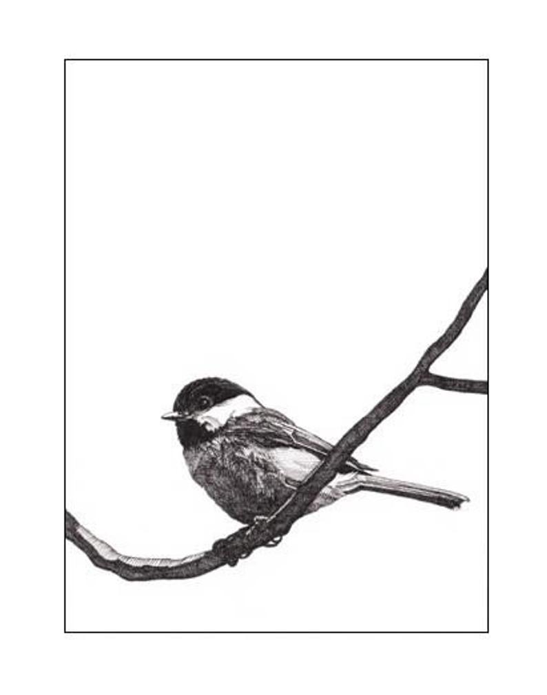 794x1008 pen and ink drawing reproduction black capped chickadee note etsy - Black Capped Chickadee Drawing