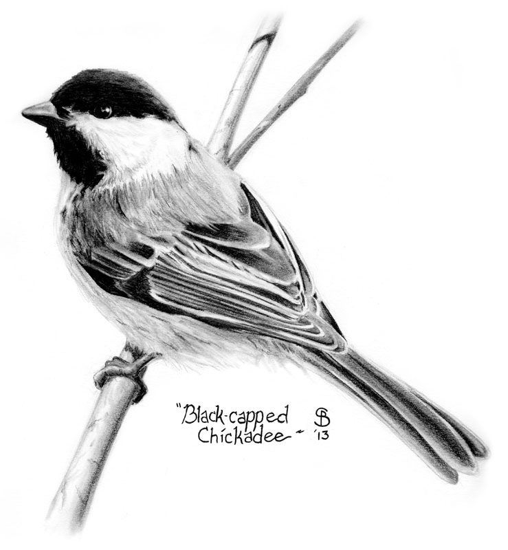 739x800 Art Ptitcy In Black, White Art - Black Capped Chickadee Drawing
