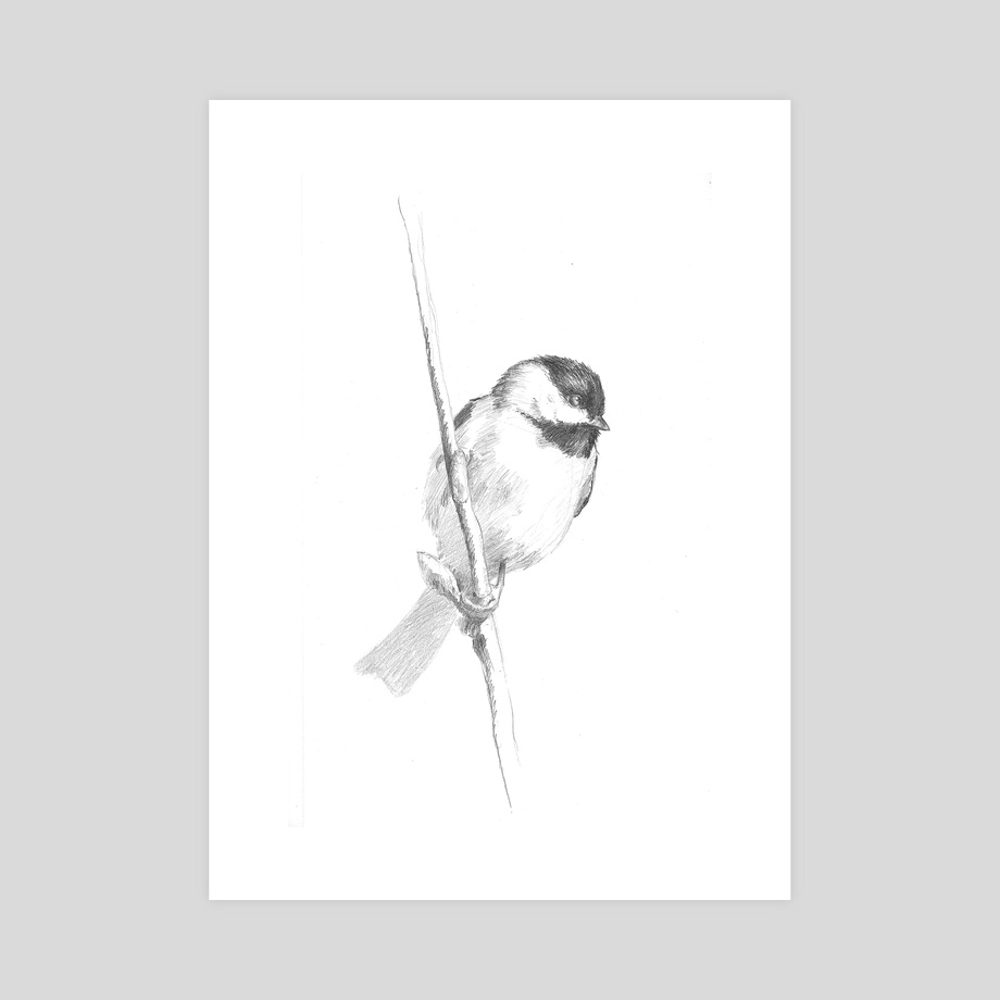 920x920 black capped chickadee, an art print - Black Capped Chickadee Drawing