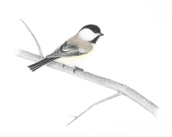 Black Capped Chickadee Drawing at PaintingValley.com | Explore ...