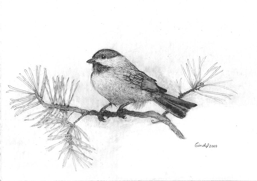 900x634 winter chickadee drawing - Black Capped Chickadee Drawing