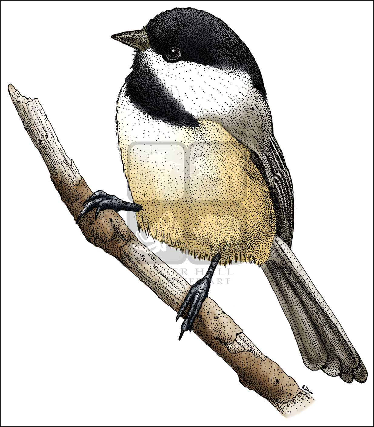 1234x1412 black capped chickadee - Black Capped Chickadee Drawing