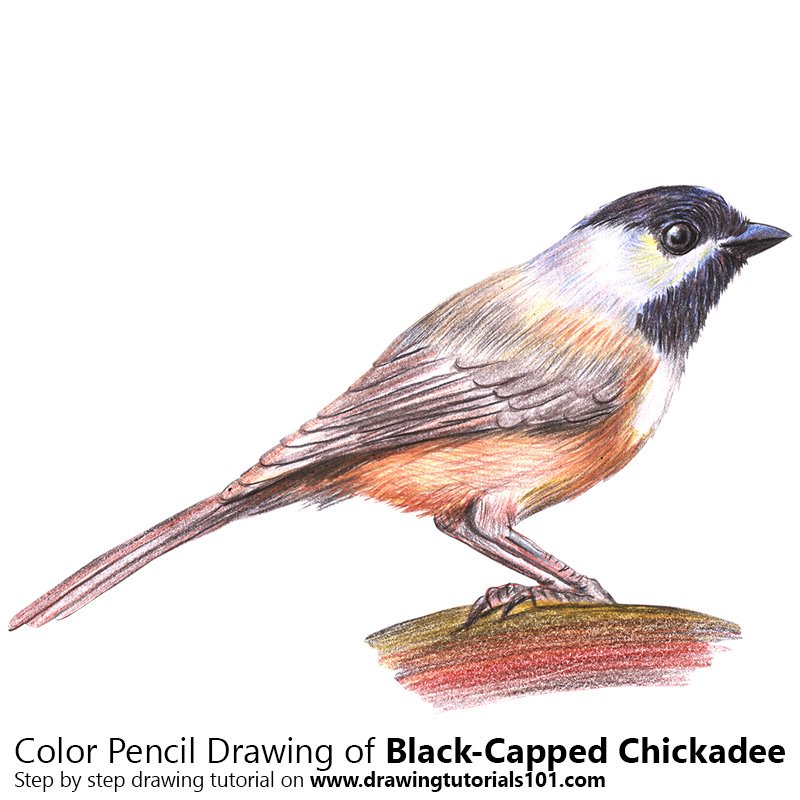 800x800 black capped chickadee colored pencils - Black Capped Chickadee Drawing