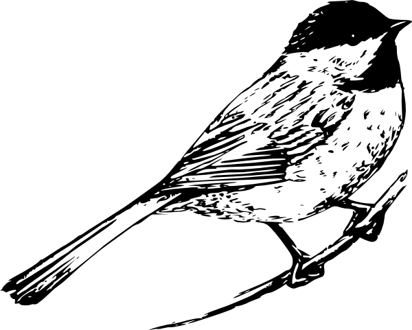 600x481 black capped chickadee drawing clip art - Black Capped Chickadee Drawing